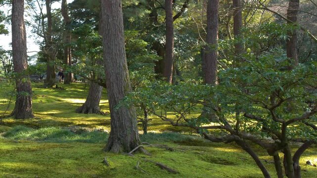 Sunlight Filtering Through Pine Trees and Moss in Kenrokuen Garden