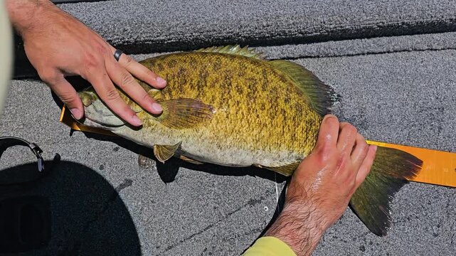 Angler measures a smallmouth bass on a boat deck in bright sunlight, with hands holding the fish, golden scales, orange ruler, and freshwater fishing catch documentation.