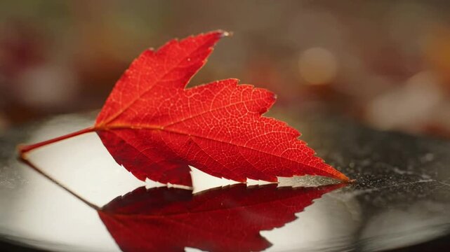 Vibrant red autumn leaf resting on reflective surface macro close-up for seasonal backgrounds and nature concepts