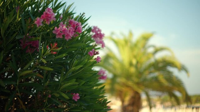 Pink oleander flowers blooming in sunlight, green leaves framing a tropical palm tree against a clear sky