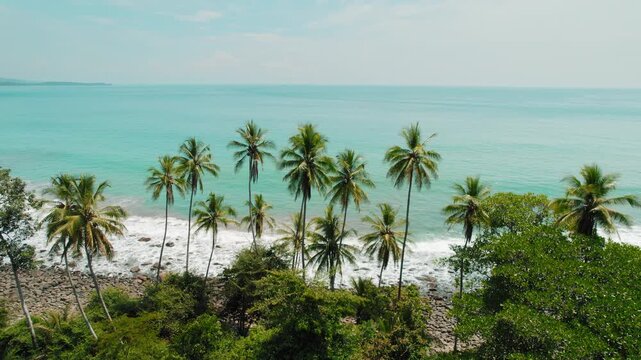 Tall palm trees along a serene shoreline during a sunny tropical morning in Costa Rica