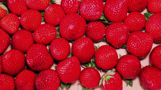 Fresh red strawberries arranged in rows for market sales in close up overhead footage.
