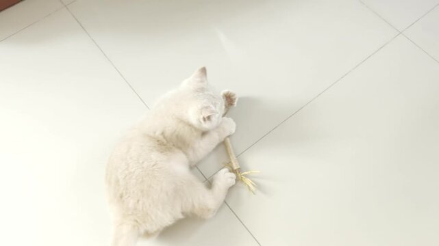 Cute fluffy white cat playing with natural catnip toy on clean tiled floor indoors