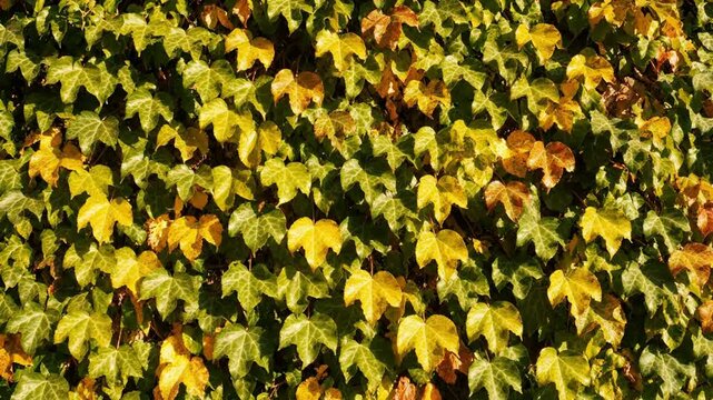 Vibrant ivy leaves wall background, lush green and yellow autumn foliage texture, natural organic plant pattern for environmental projects