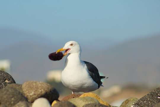 Seagull Carrying a Sea Urchin in Its Beak by the Ocean