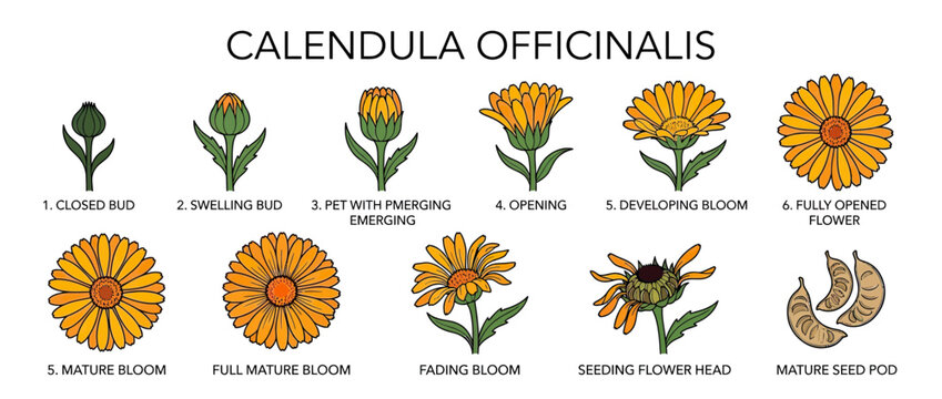Calendula Flower Growth Stages Isolated Illustration