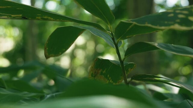 A lush green deciduous forest filled with abundant bamboo grass
