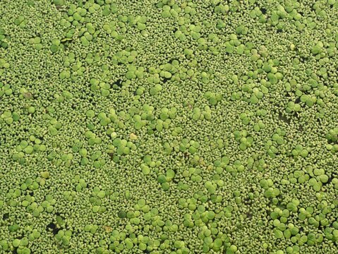 A dense full frame background of green duckweed (Lemna minor) leaves floating on the surface of calm water. Ideal for nature, aquatic plants, ecology, organic texture, and environment concept designs