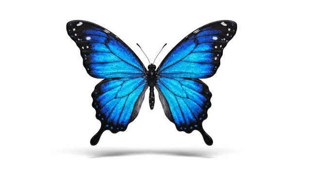 Blue Butterfly Flapping Wings on White Background