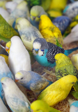 Colorful Flock of Budgerigars in a Lively Habitat