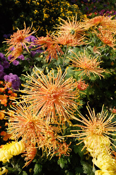 Colorful Spider Chrysanthemums in Autumn Garden Bloom