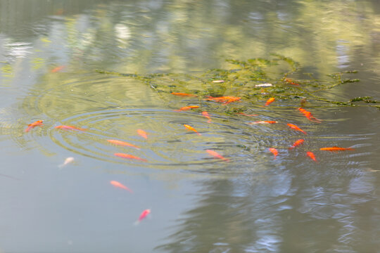 Orange Goldfish Swimming in a Calm Pond
