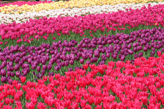 Colorful Tulip Field in Bloom During Spring