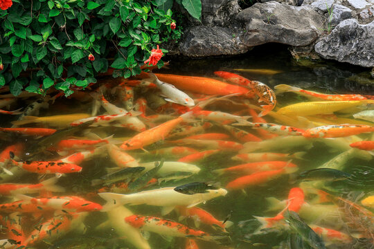 Colorful Koi Fish Swimming in a Garden Pond