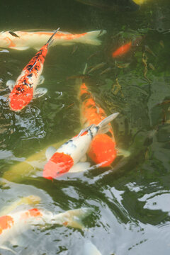 Colorful koi fish swimming in a calm pond