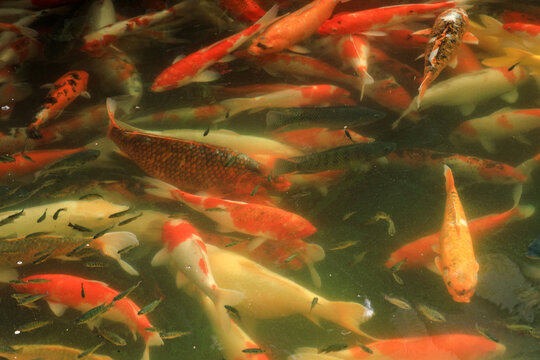 Colorful Koi Fish Swimming in a Pond