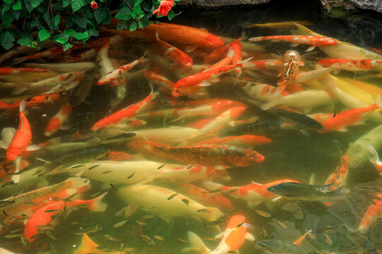 Colorful Koi Fish Swimming in a Garden Pond