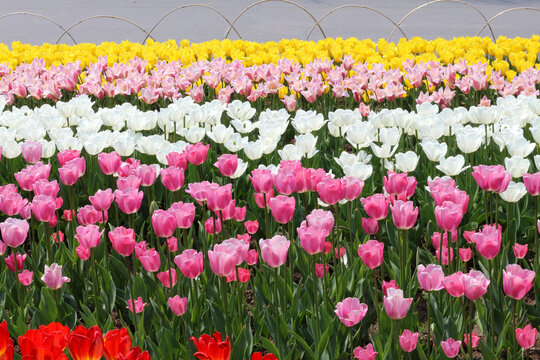 Colorful Tulip Field in Full Bloom