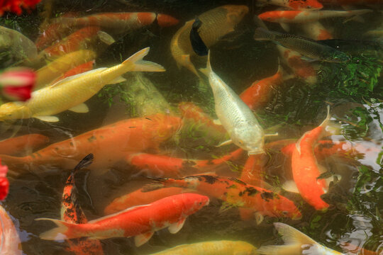 Colorful Koi Fish Swimming in a Garden Pond