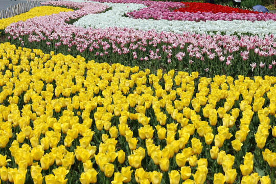 Colorful Layered Tulip Field in Spring Garden