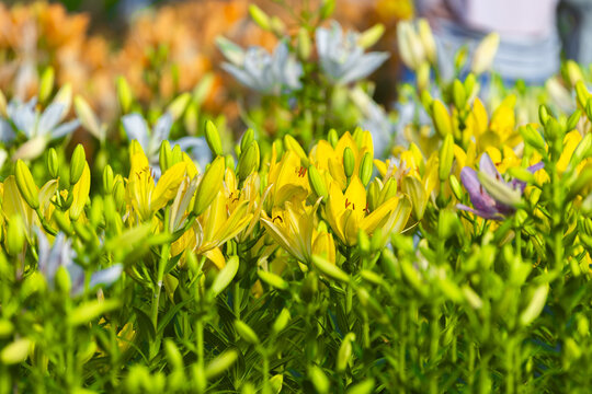 Sunlit Yellow Lilies Blooming in a Spring Garden