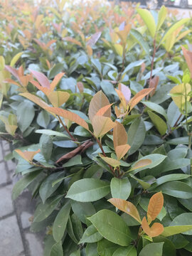 Ornamental shrub with glossy green leaves and copper new growth