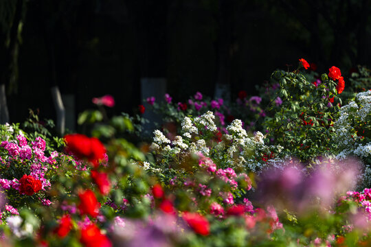 Colorful Rose Garden in Bloom with Red Pink and White Flowers