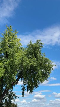 Green tree in the breeze against blue sky with white clouds, vertical video.
