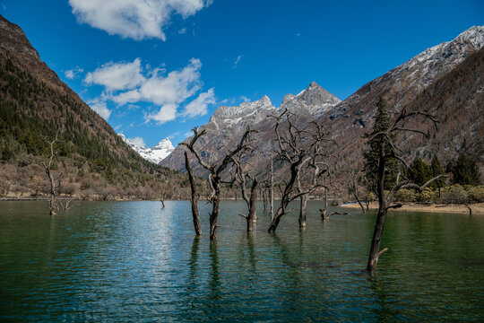 Leafless Trees in Alpine Lake at Mount Siguniang, Aba, Sichuan