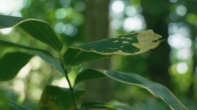 A lush green deciduous forest filled with abundant bamboo grass
