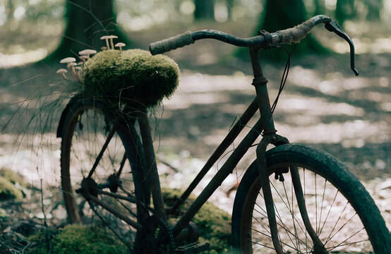 An abandoned bicycle with its seat overtaken by soft green moss and tiny wild mushrooms, soft dappled sunlight, nostalgic nature
