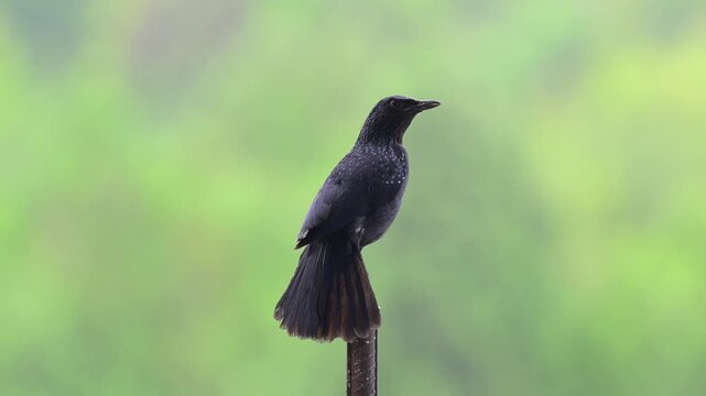 Blue Whistling Thrush Calling from Wooden Post