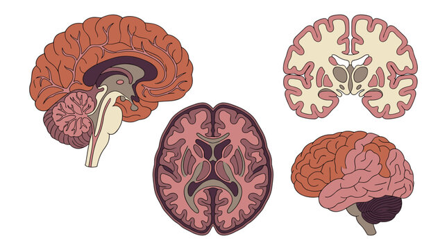 Human Brain Anatomy Illustration Set Showing Lateral and Cross Sectional Views of the Cerebrum, Cerebellum, Brainstem, and Internal Structures