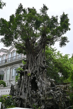 Majestic banyan tree with aerial roots over rocky garden landscape