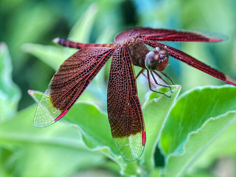 Red-winged dragonfly (Neurothemis fluctuans or Neurothemis terminata), one type of dragonfly from the Libellulidae family which is very commonly found in Indonesia