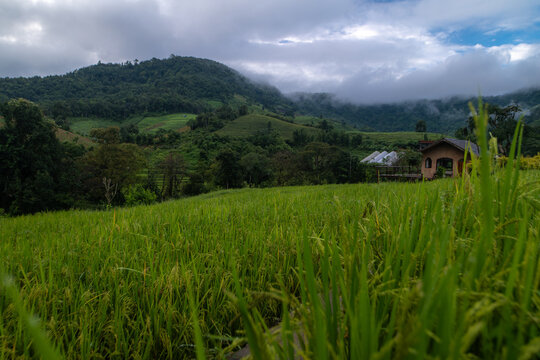 Natural terraced rice fields, viewed from above, with fog covering them in the morning.