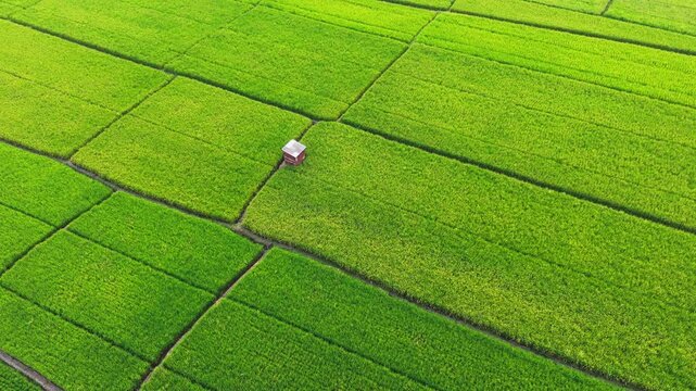 Aerial drone view of expansive lush green rice fields in Indonesia, featuring a small traditional farm hut surrounded by neatly divided agricultural plots. The geometric patterns of the paddy fields c
