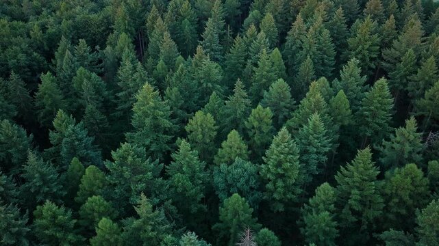 Rainforest ecosystem and healthy environment. Jungle nature background. Tree growing in lush forest. Nature landscape. Landscape with forest in spring. Green forest in summer aerial footage