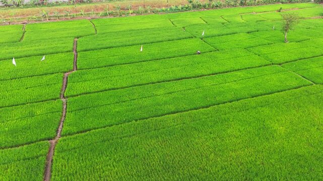 Aerial drone view of expansive lush green rice fields in Indonesia, featuring a small traditional farm hut surrounded by neatly divided agricultural plots. The geometric patterns of the paddy fields c