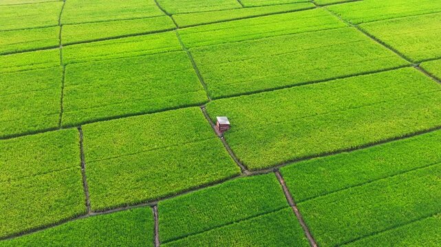 Aerial drone view of expansive lush green rice fields in Indonesia, featuring a small traditional farm hut surrounded by neatly divided agricultural plots. The geometric patterns of the paddy fields c
