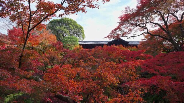 Stunning autumn foliage with vibrant red and orange maple trees in a traditional Japanese garden at Tofukuji Temple in Kyoto