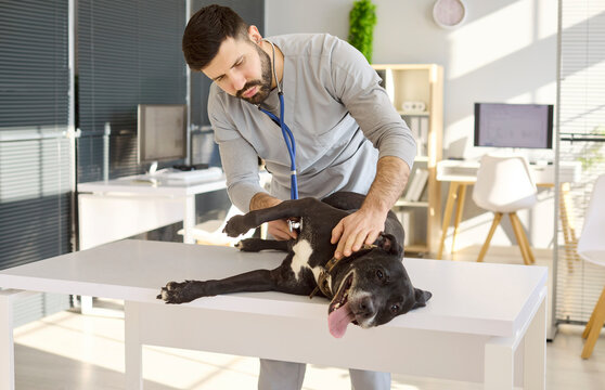 Veterinarian doctor man conducts dog health exam. Smiling pet lies on table as stethoscope aids checkup in a bright clinic, showing trust and care. Concept of professional pet wellness.