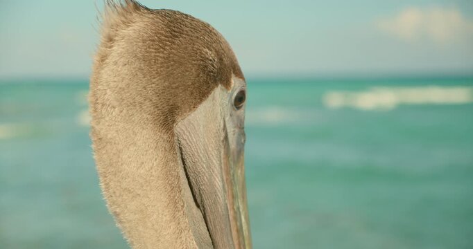 Detailed side profile view of a brown pelican head against the turquoise sea