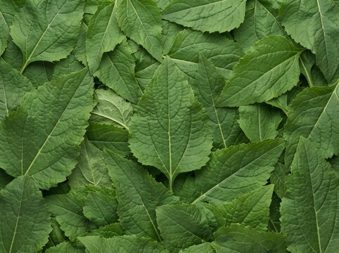 Fresh Dense Yacon Leaves (Smallanthus sonchifolius) Background Texture