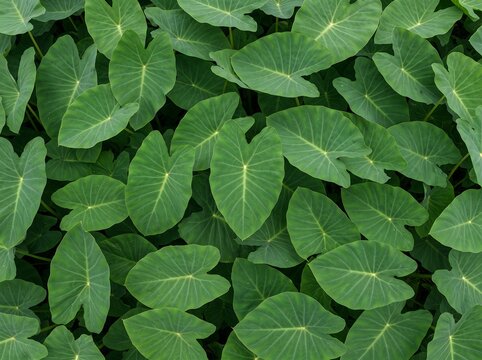 Fresh Dense Taro Leaves (Colocasia esculenta) Background Texture