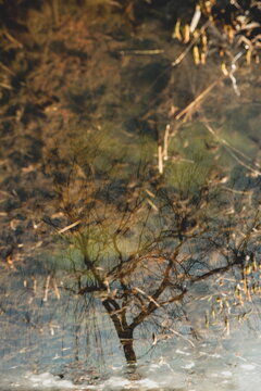 Impressionistic reflection of bare tree branches on the calm surface of a pond in late autumn