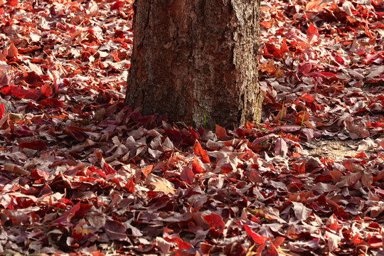 Tree trunk base in intense red fallen autumn leaves