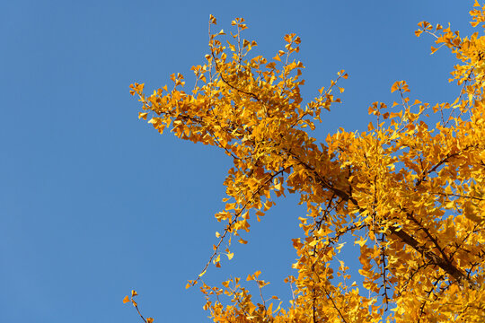 Yellow ginkgo branch with leaves against clear blue sky, Copy space