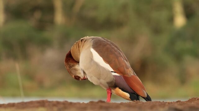 An Egyptian goose (Alopochen aegyptiaca) preening in natural habitat, South Africa