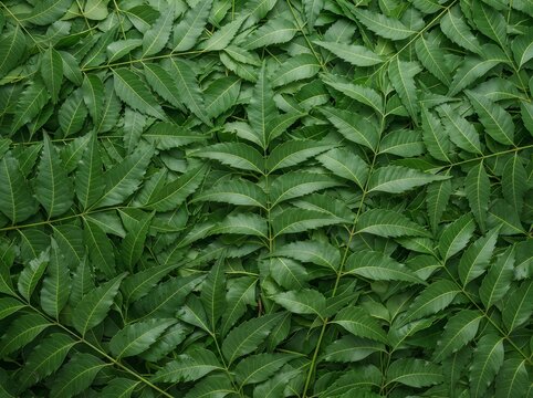 Fresh Dense Neem Leaves (Azadirachta indica) Background Texture